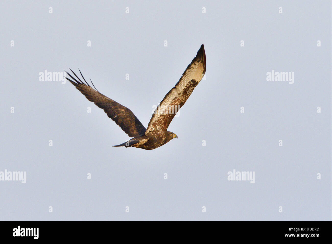 Mäusebussard Stockfoto