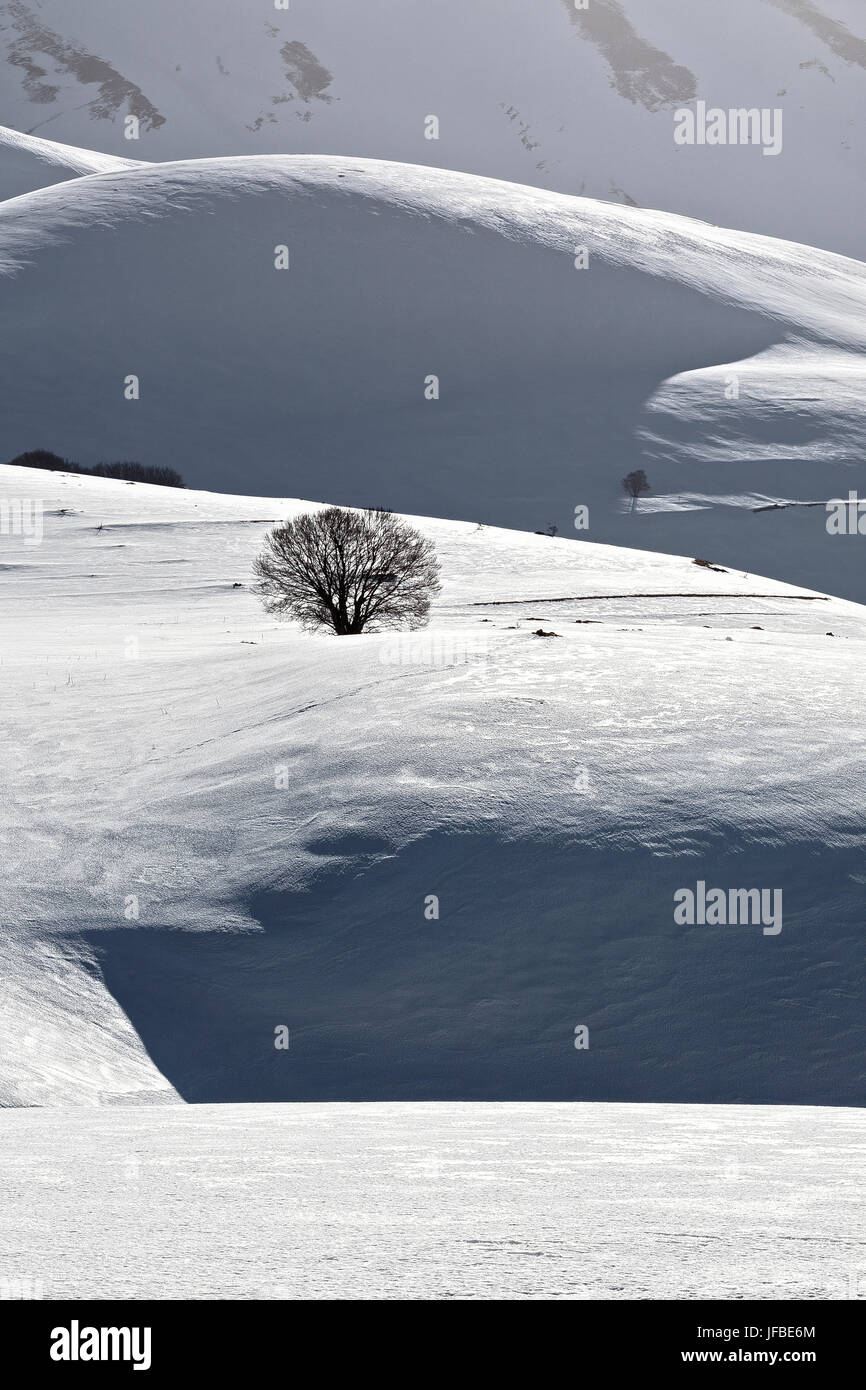 Einsamer Baum im Schnee Stockfoto