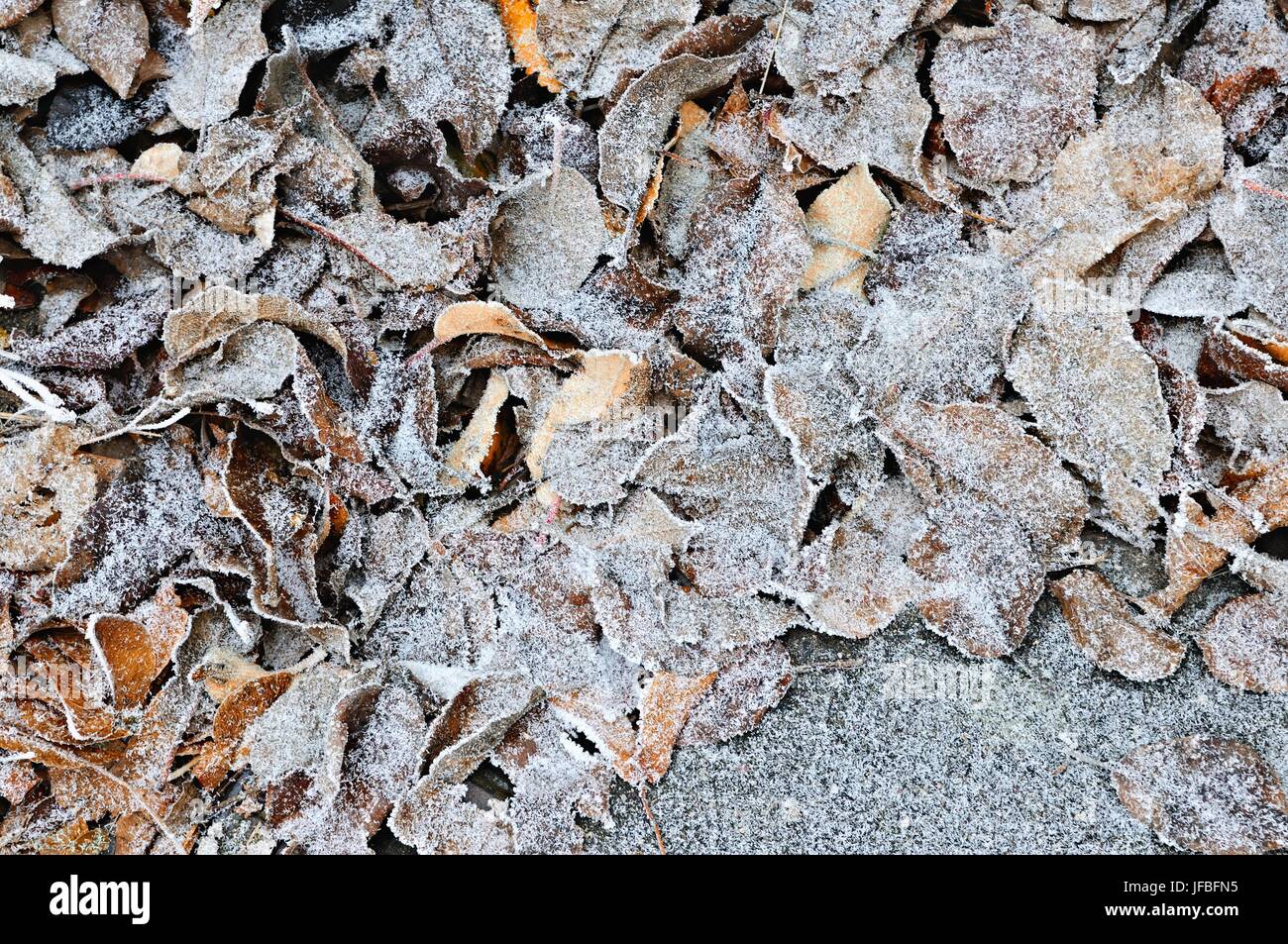 Frost auf Laub auf dem Boden Stockfoto
