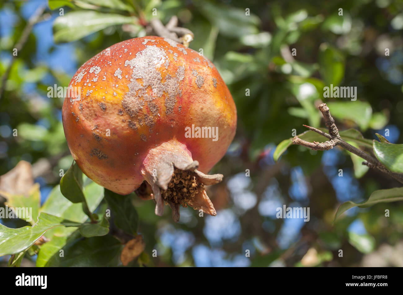 Reifer Granatapfel im Kaukasus, Georgien Stockfoto