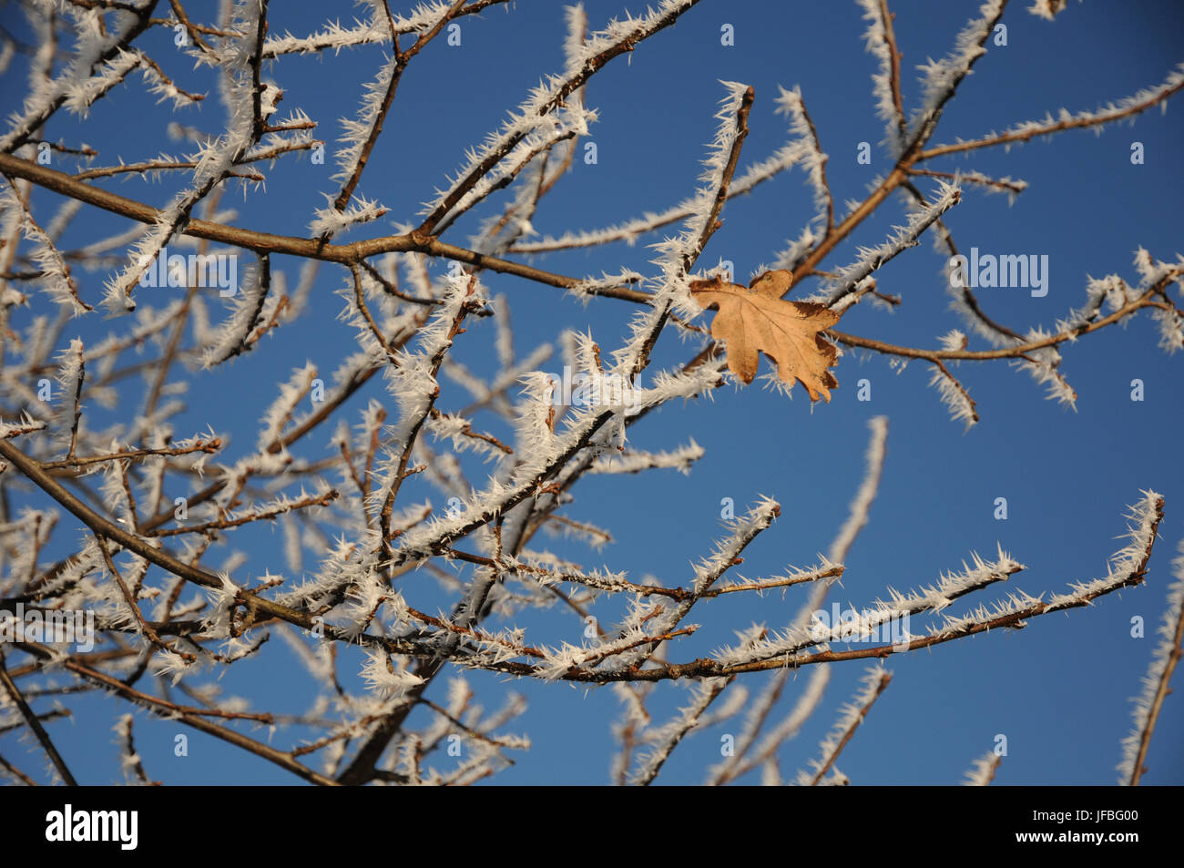 Quercus robur, Deutsche Eiche, Weiß Frost, Eis Stockfoto