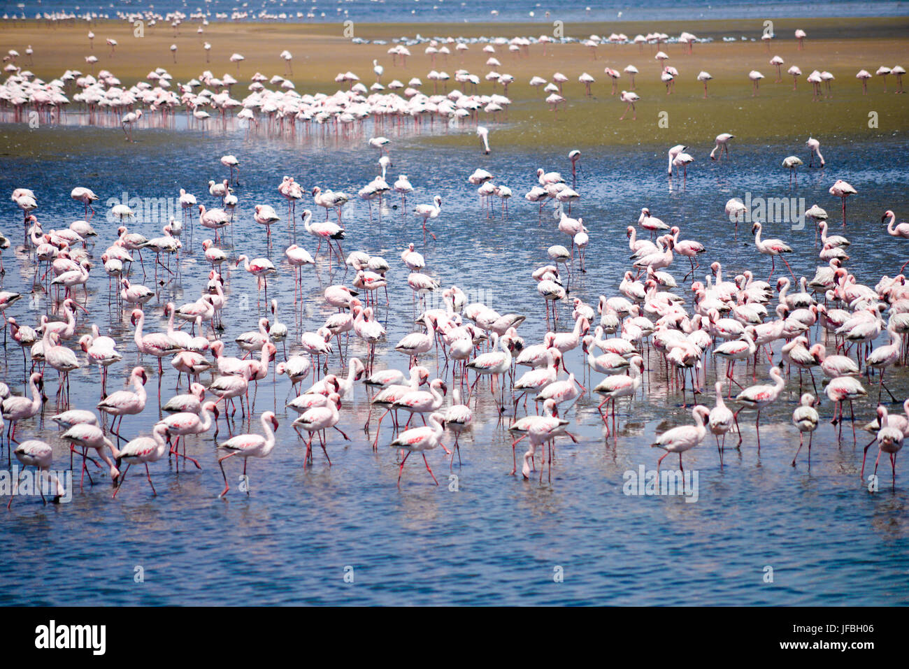 Flamingos Stockfoto