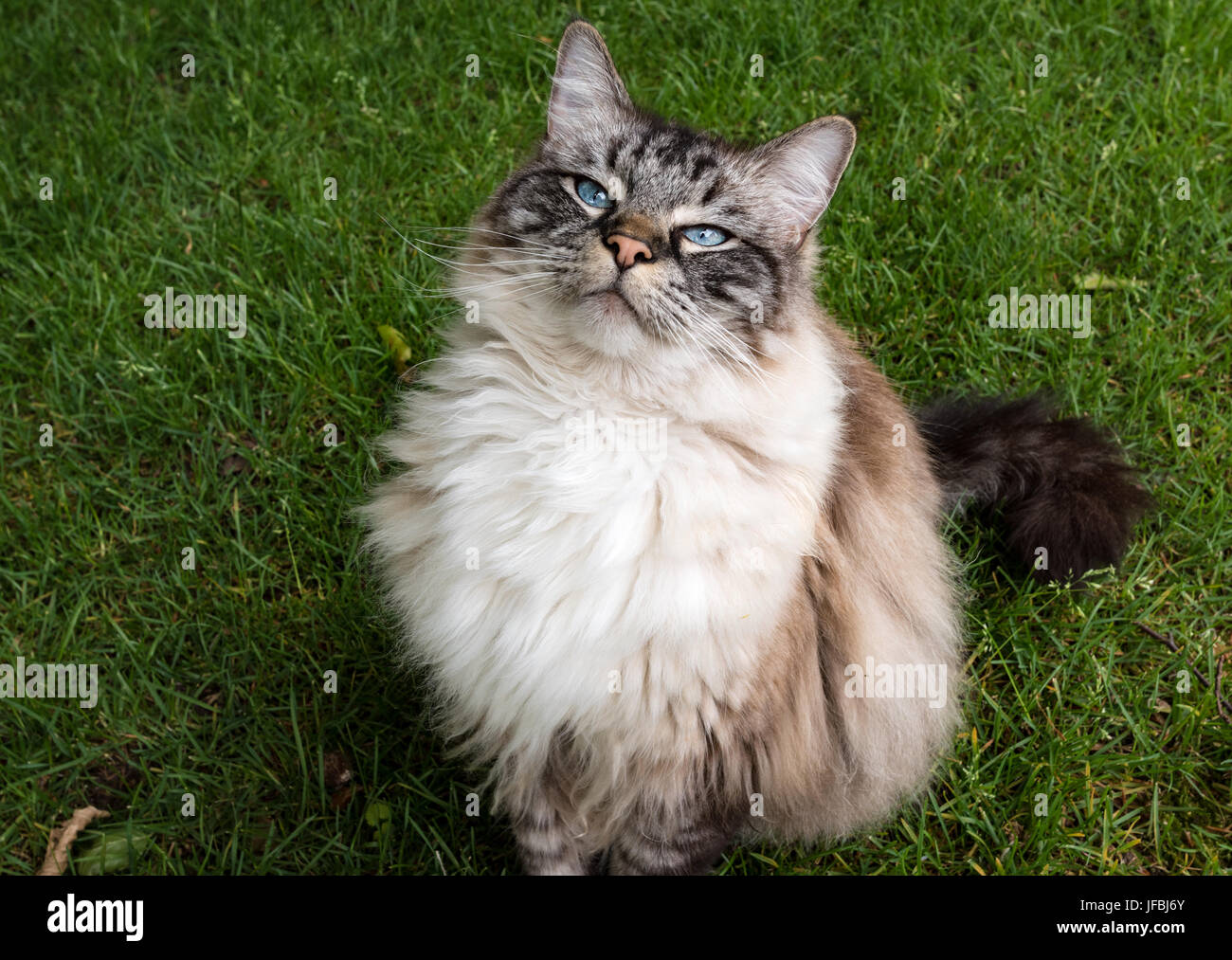 Ragdoll Katze sitzt auf EINEM Rasen Porträt. Stockfoto