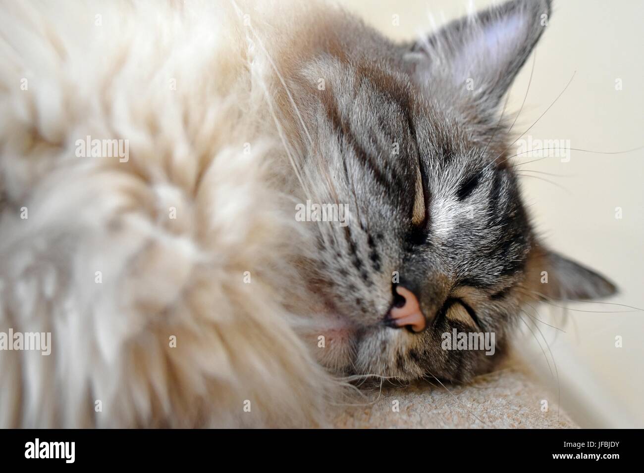 Schlafen Ragdoll Seal Point Tabby Lynx. Stockfoto