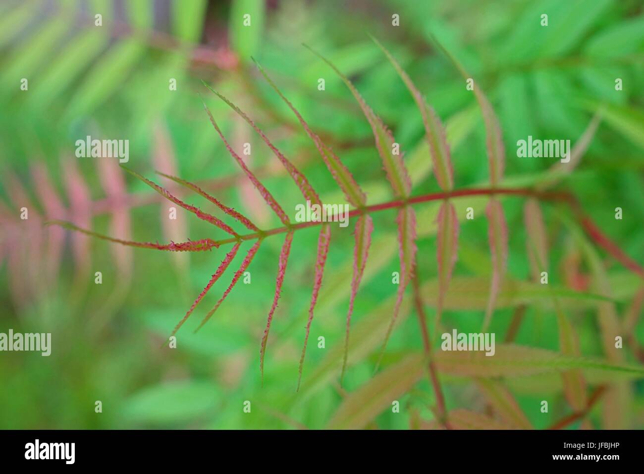 Sehr grüne und rote Blätter Hintergrund. Stockfoto