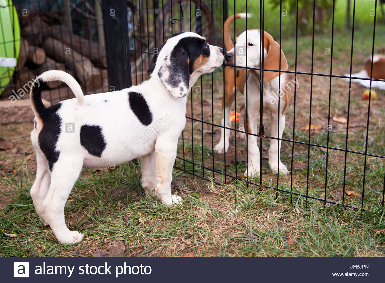 Herrenloser Hund