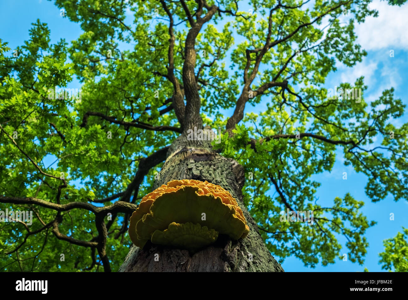 Grüner Baum und Himmel. Sommer Wald. Stockfoto