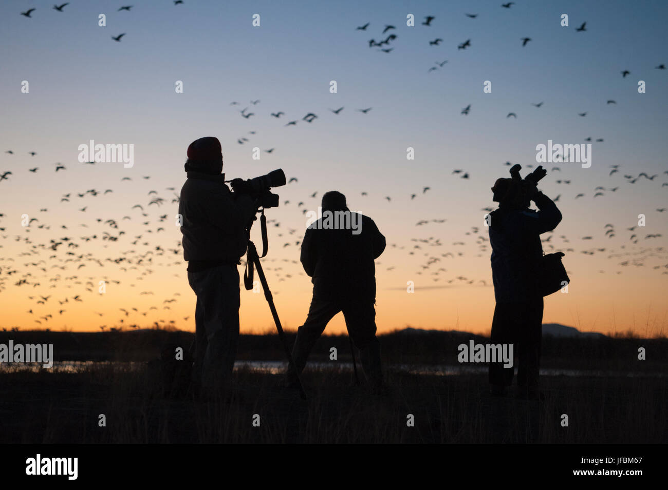 Fotografen fotografieren Schneegänse abheben bei Morgengrauen in Bosque del Apache New Mexico USA Stockfoto