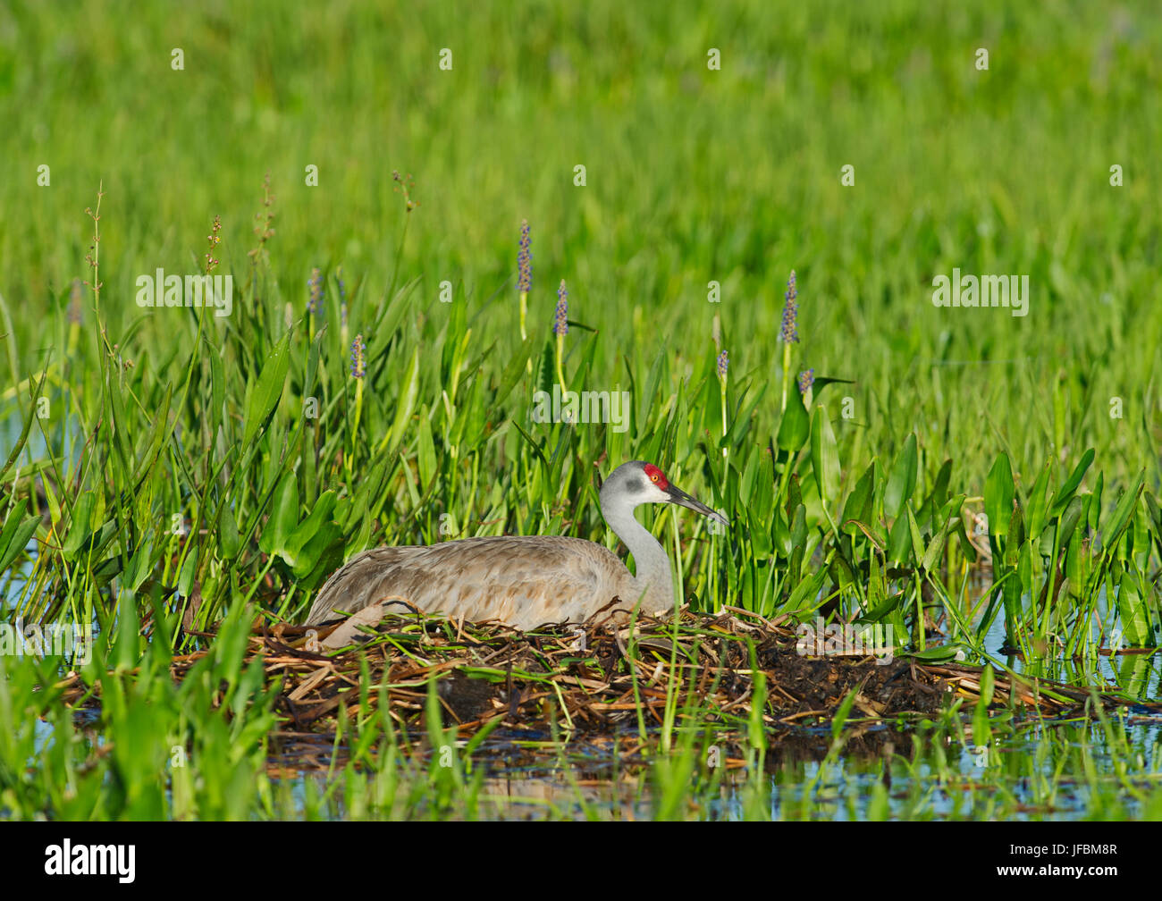 Sandhill Kran Grus Canadensis Inkubation Ei im nest Viera Feuchtgebiete Florida Stockfoto