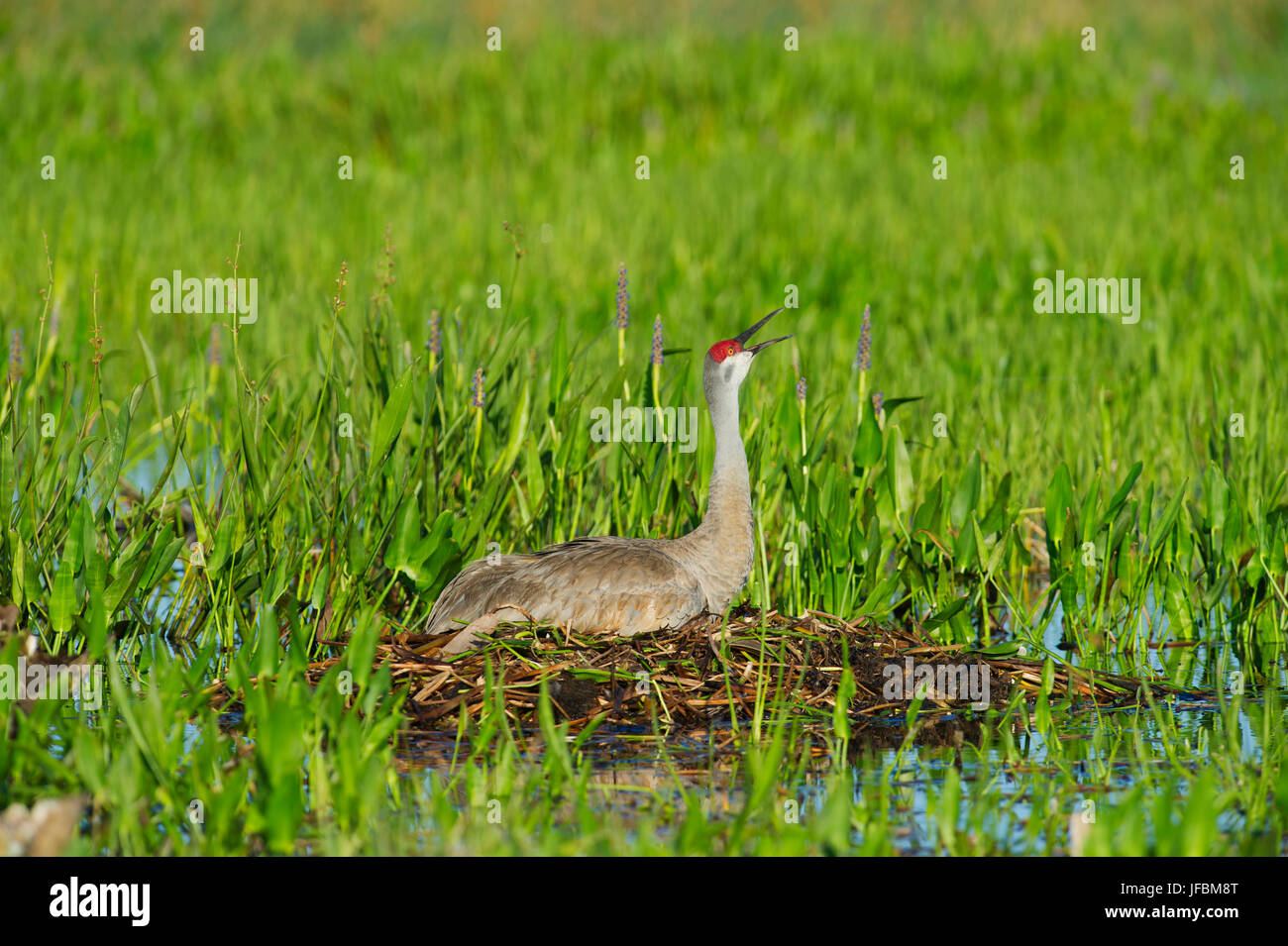 Sandhill Kran Grus Canadensis Inkubation Ei im nest Viera Feuchtgebiete Florida Stockfoto