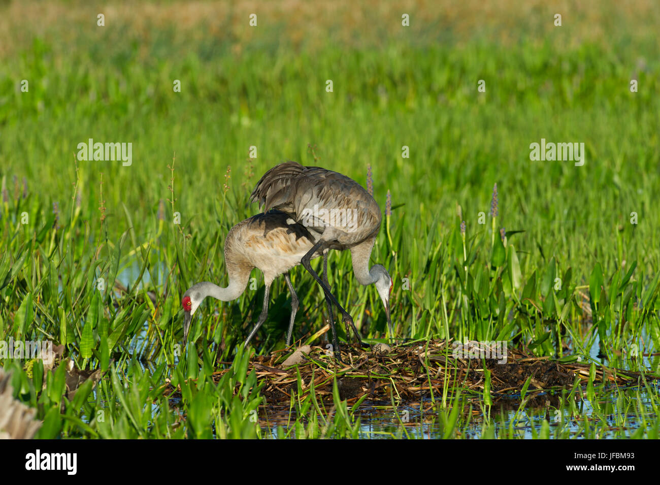Sandhill Kran Grus Canadensis Pair bei Umschaltung am Nest Viera Feuchtgebiete Florida Stockfoto