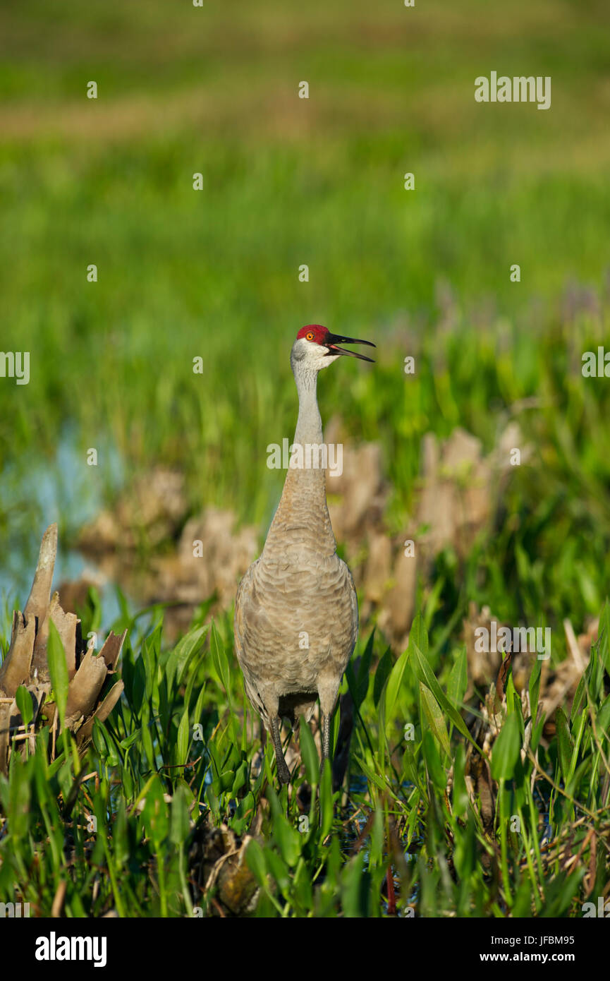 Sandhill Kran Grus Canadensis Aufruf Viera Feuchtgebiete Florida Stockfoto