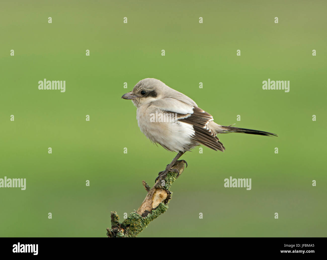 Steppe Grey Würger (Lanius Meridionalis Pallidirostris) 1. Winter Burnham Norton Norfolk Okt 14 Stockfoto