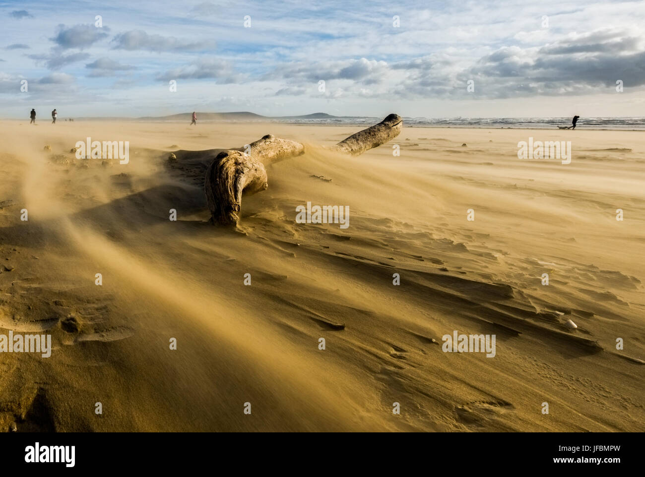 Hohe Winde wehen Sand Pembrey Country Park Strand (Cefn Sidan) entlang. Carmarthenshire. Wales. UK Stockfoto