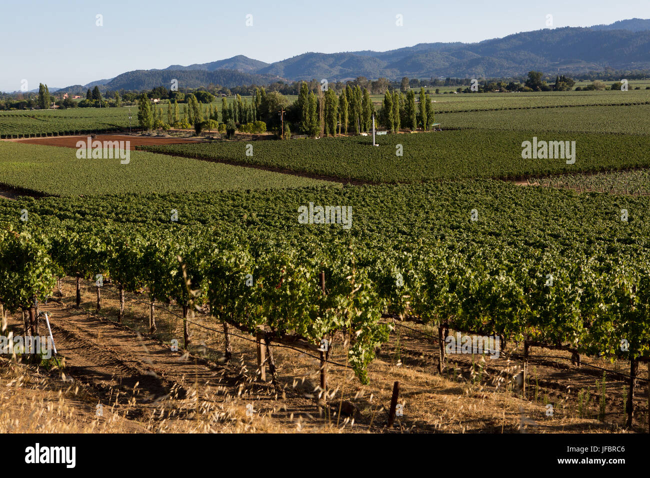 Traube Weinberge füllen das Napa Valley entlang des Silverado Trail. Stockfoto