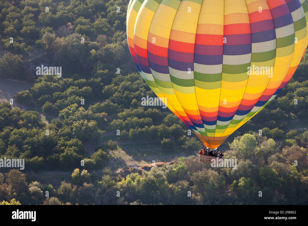 Ein Heißluftballon fliegt über Bäume in Kalifornien, östlich des Napa Valley. Stockfoto