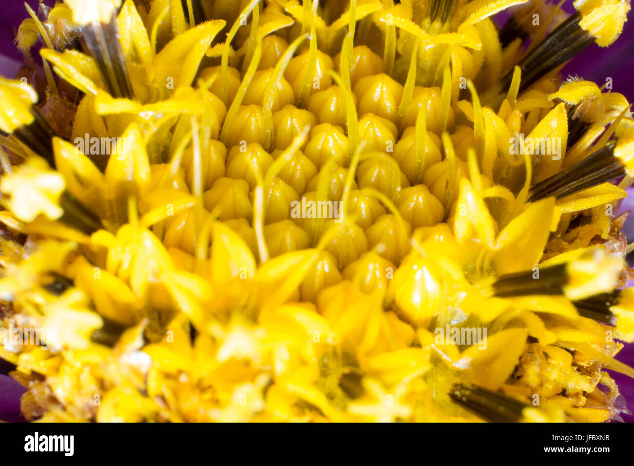 Abstrakte Makroaufnahme der Blume Stockfoto