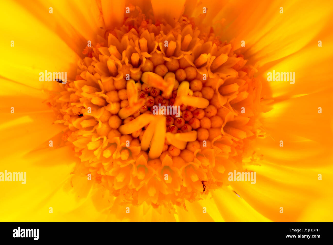 Makroaufnahme der orange Blume Stockfoto