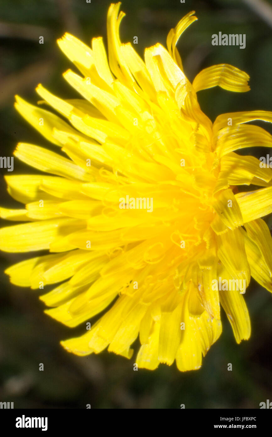 Makroaufnahme der Löwenzahn Stockfoto