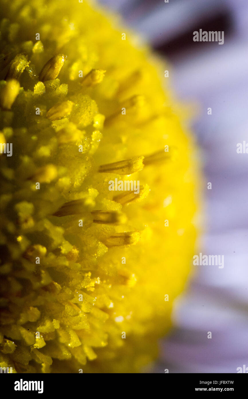 Abstrakte Blume in Nahaufnahme Stockfoto