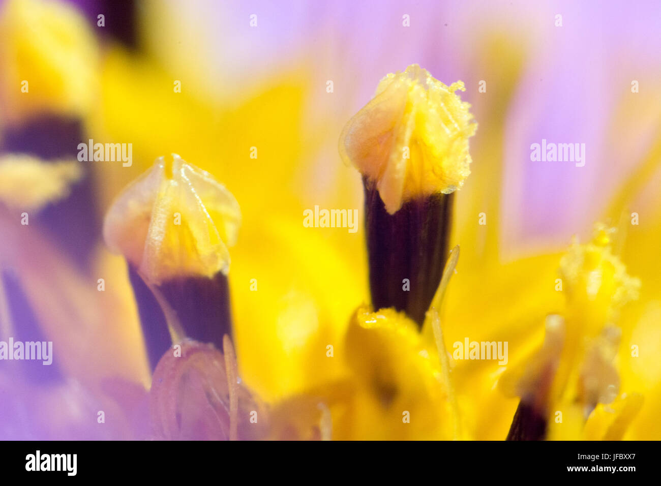 Abstrakte Blume in Nahaufnahme Stockfoto