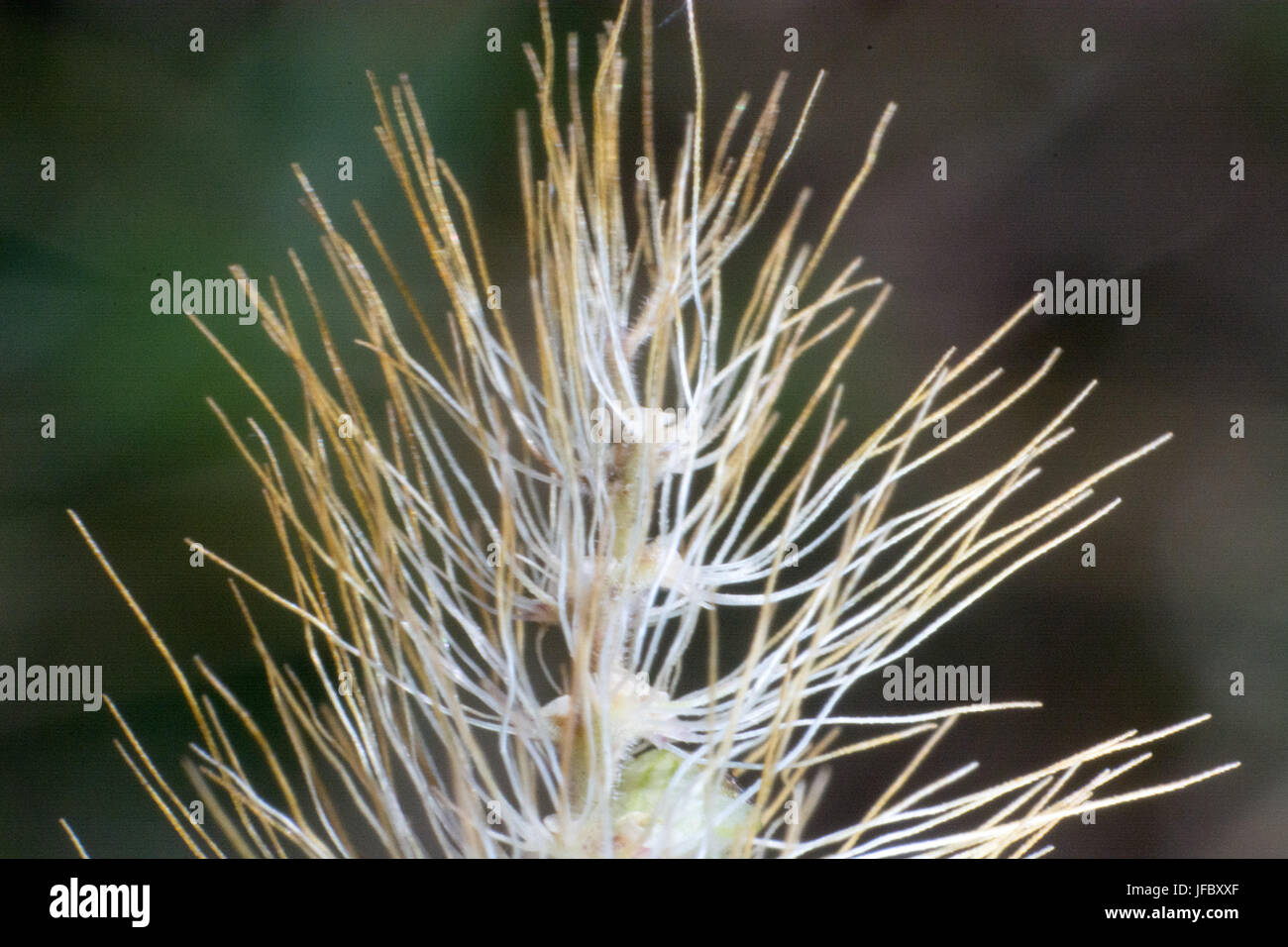 Makroaufnahme der Hordeum Murinum Stockfoto