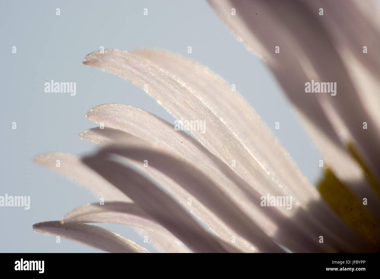 Abstrakte Makroaufnahme der Blume Stockfoto