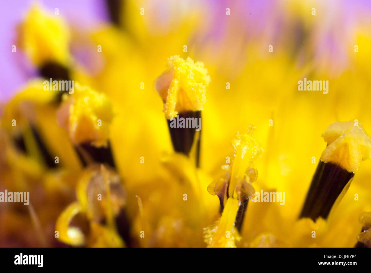 Abstrakte Blume in Nahaufnahme Stockfoto