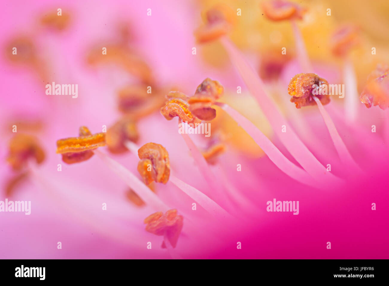 Extreme Nahaufnahme von rosa Blume Stockfoto