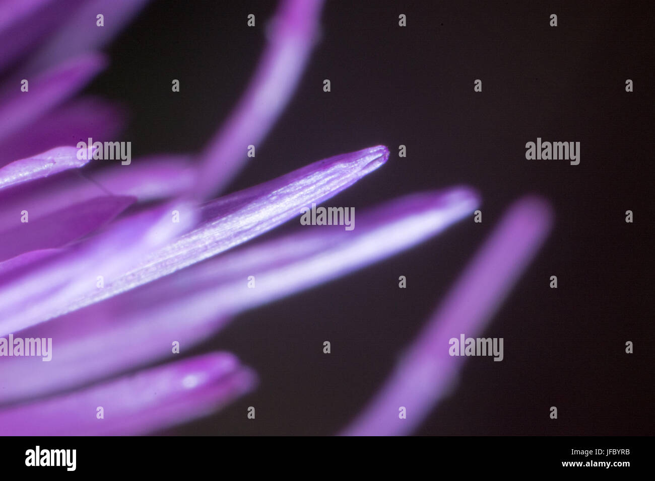 Abstrakte Makroaufnahme der Blume Stockfoto