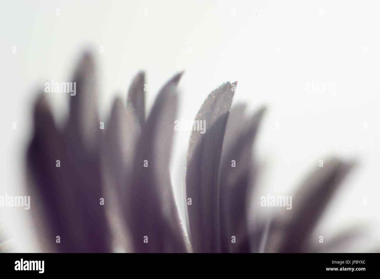 Abstrakte Makroaufnahme der Blume Stockfoto