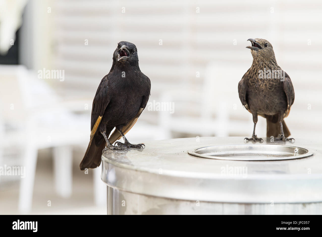 Tristram Starling oder des Tristram Grackle. Stockfoto