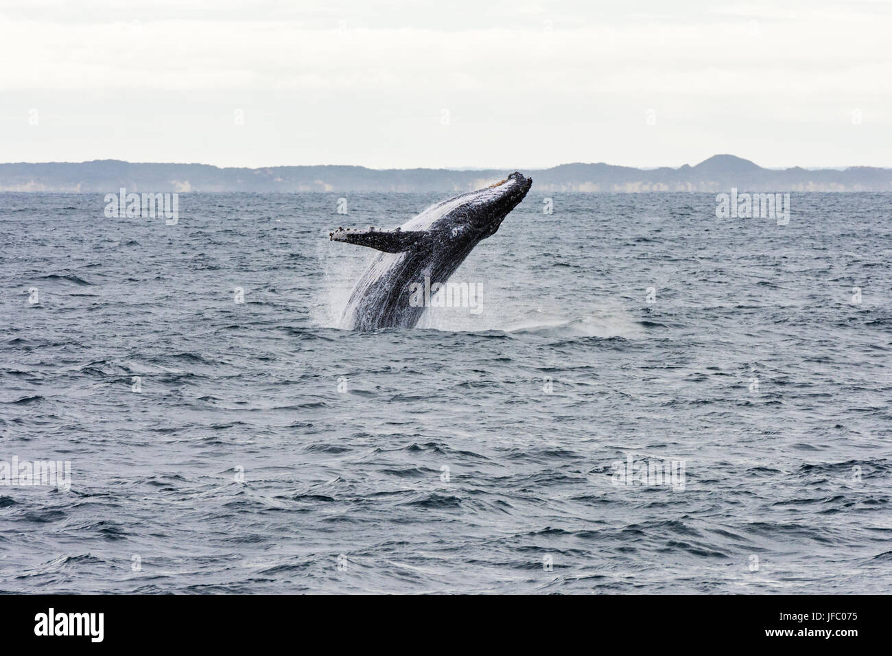 Ein Buckelwal Verletzung in Flinders Bay vor der Küste von Augusta, Western Australia, Australien Stockfoto