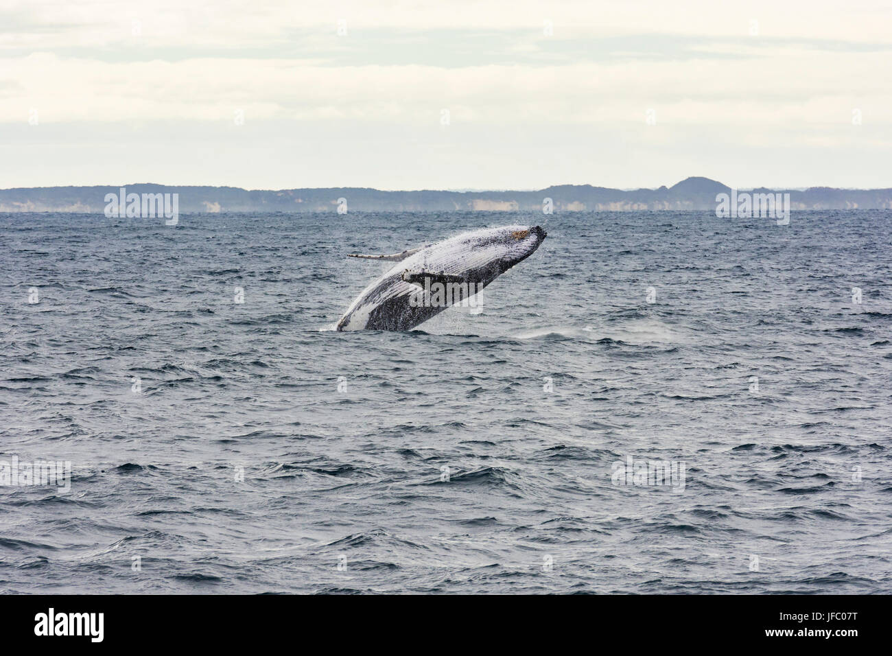 Ein Buckelwal Verletzung in Flinders Bay vor der Küste von Augusta, Western Australia, Australien Stockfoto