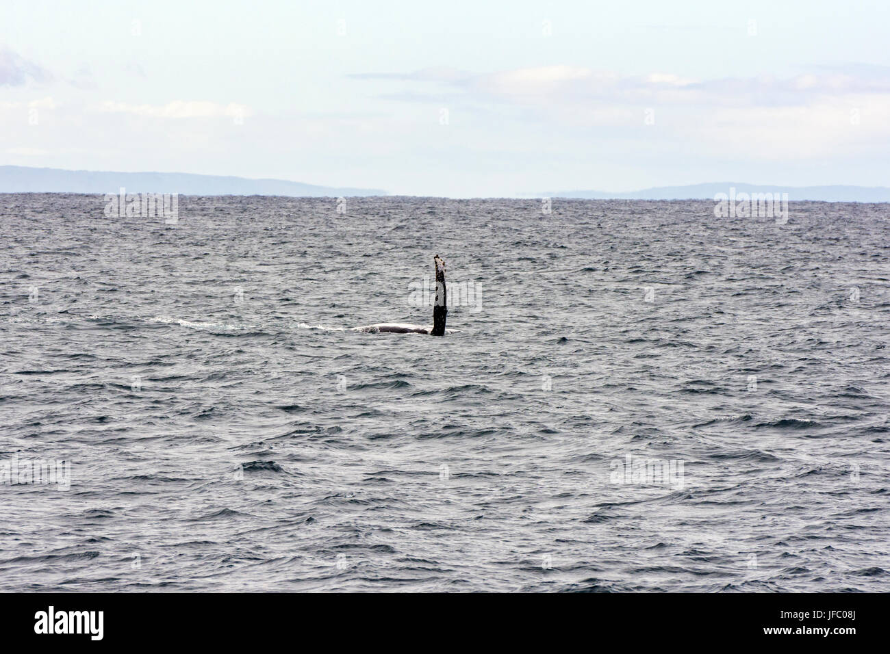 Brustflosse eines Seite schwimmen Buckelwal bereit, das Wasser in Flinders Bucht, vor der Küste von Augusta, Western Australia zu schlagen Stockfoto