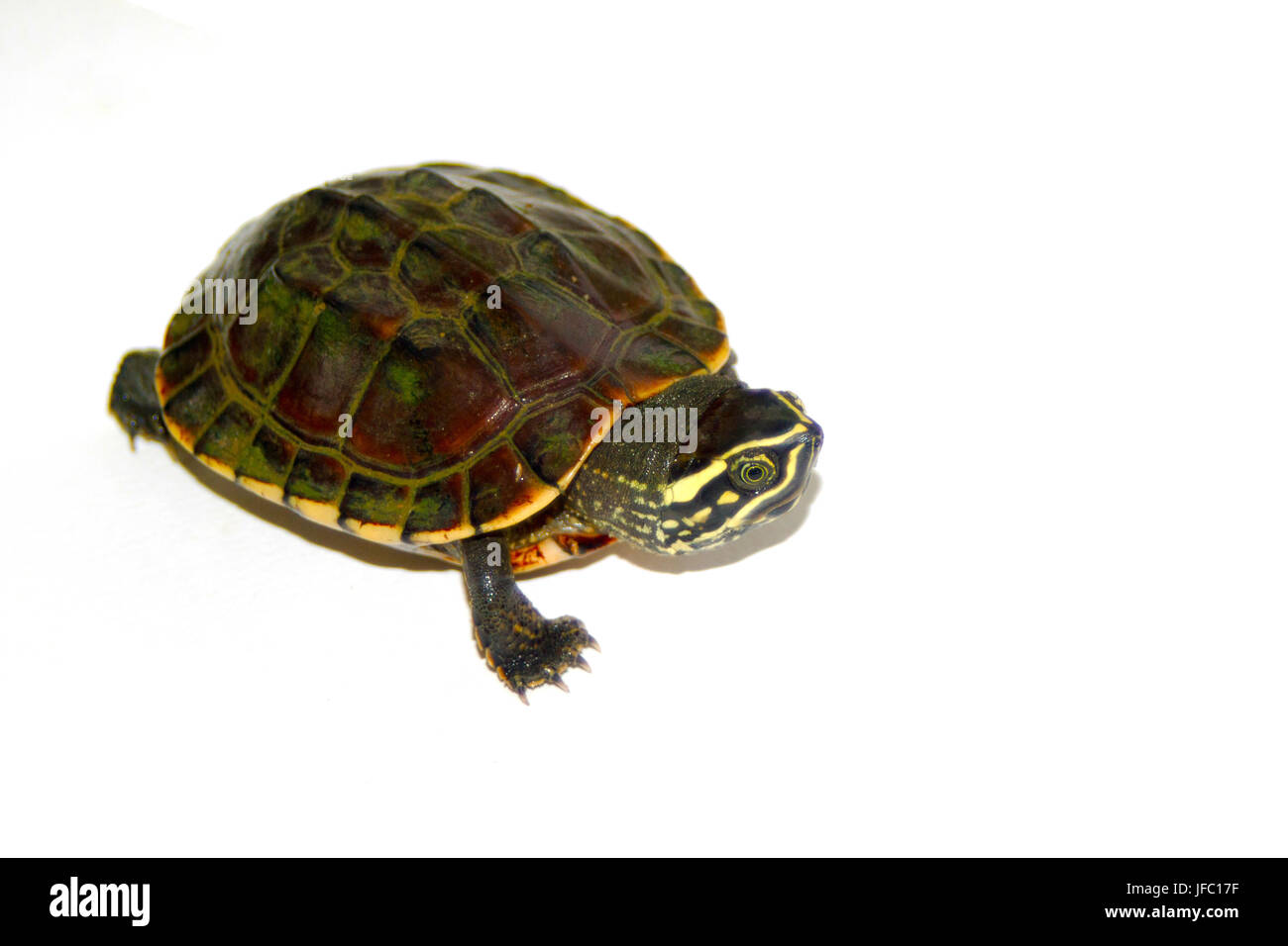 Süßwasser-Schildkröten auf weißem Hintergrund Stockfoto
