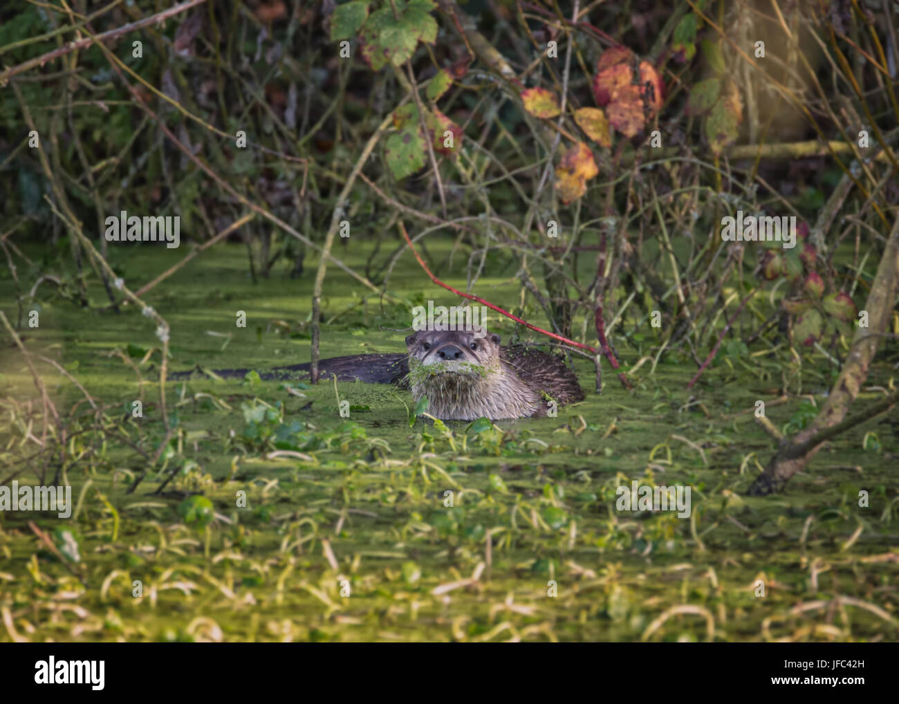 River Otter Schwimmen in Grün bemoosten Wasser Stockfoto