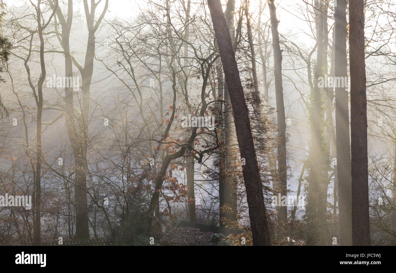 Wald im winter Stockfoto
