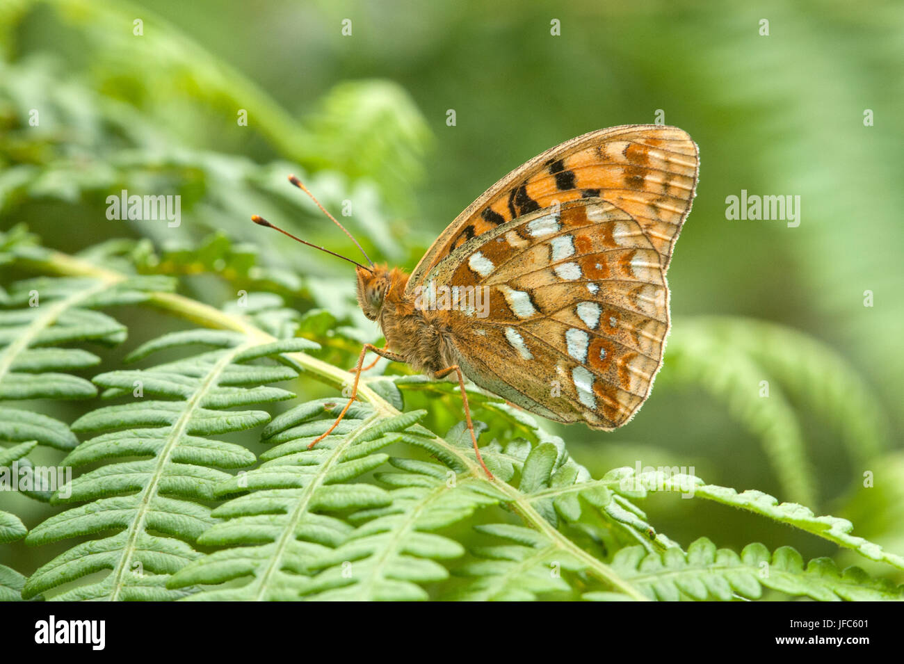 Hohe braune Fritillary butterfly Argynnis Adippe ruht auf bracken Stockfoto