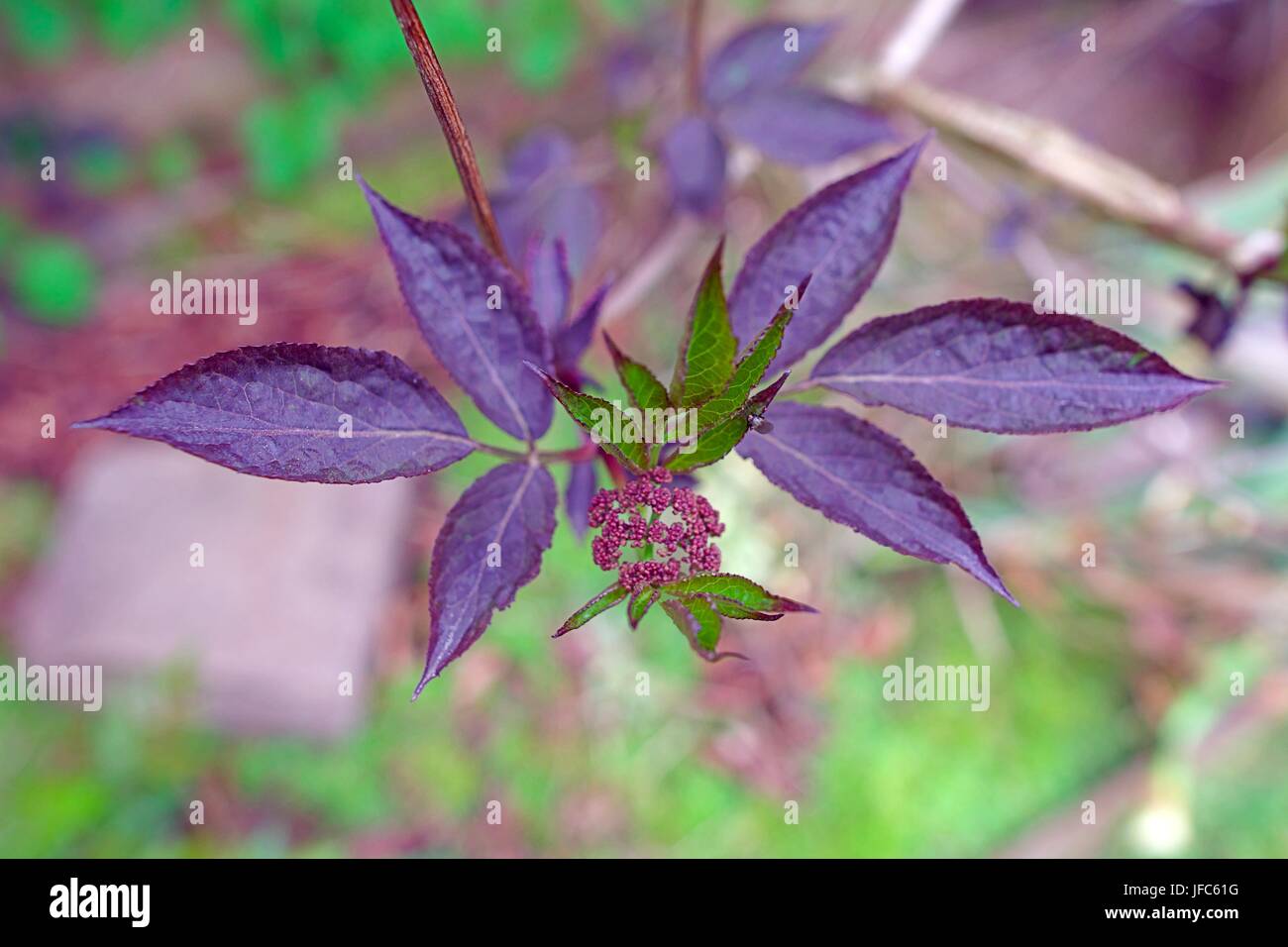 Sambucus Nigra 'Black Beauty' Gemeinsame Elder Strauch Nahaufnahme. Stockfoto