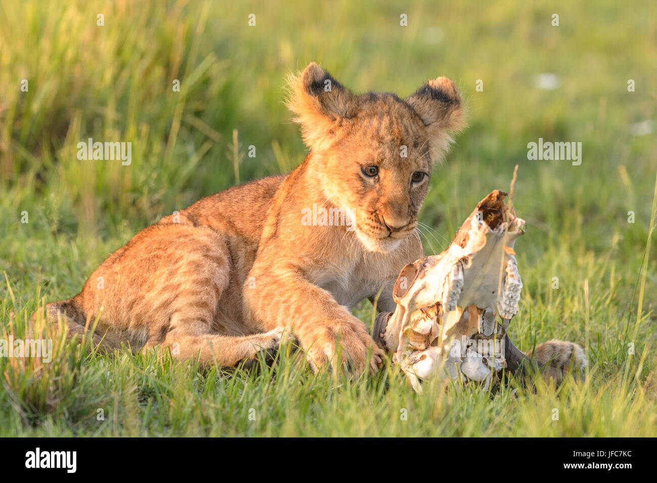 Löwenjunges spielen mit einem Totenkopf in der Maasai Mara Stockfoto