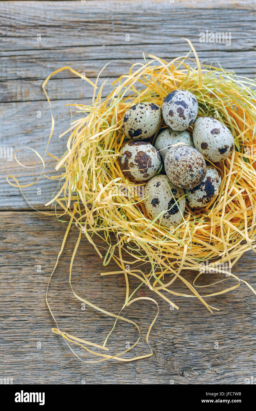 Bunte Wachtel Eier im Nest. Stockfoto