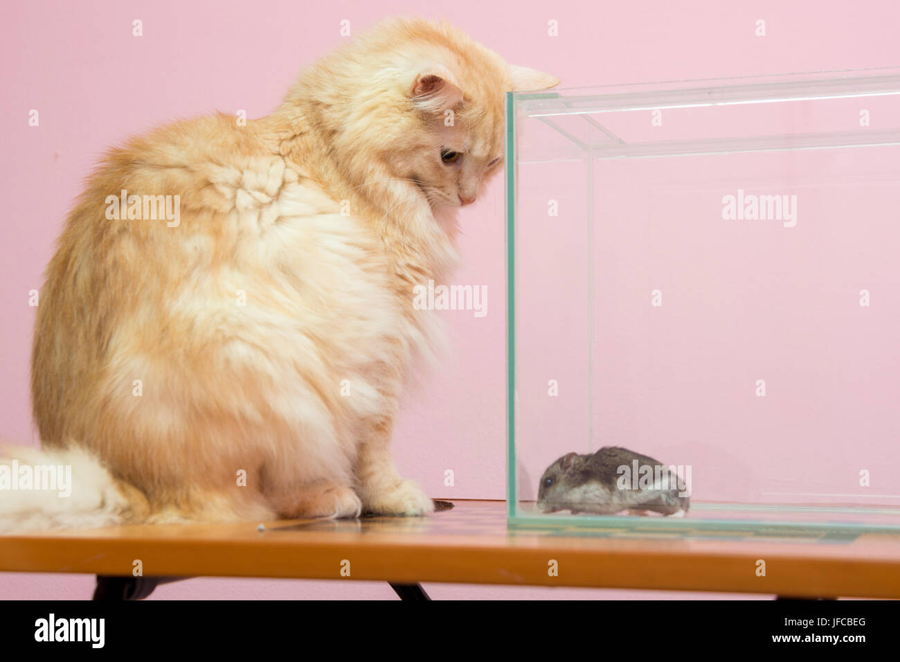 Die Katze schaut den Aquarium-hamster Stockfoto