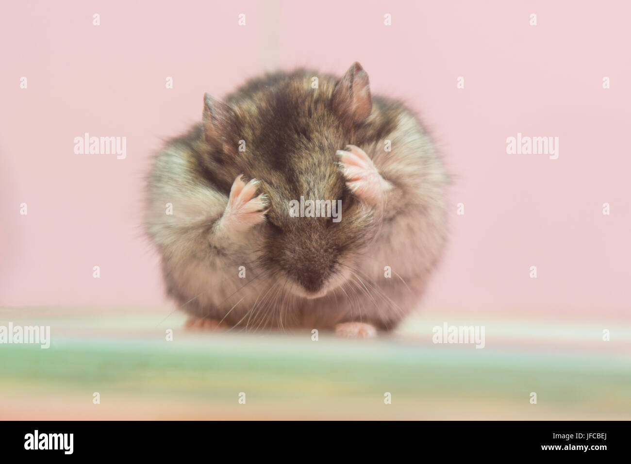 Sungursky Hamster wäscht Stockfoto