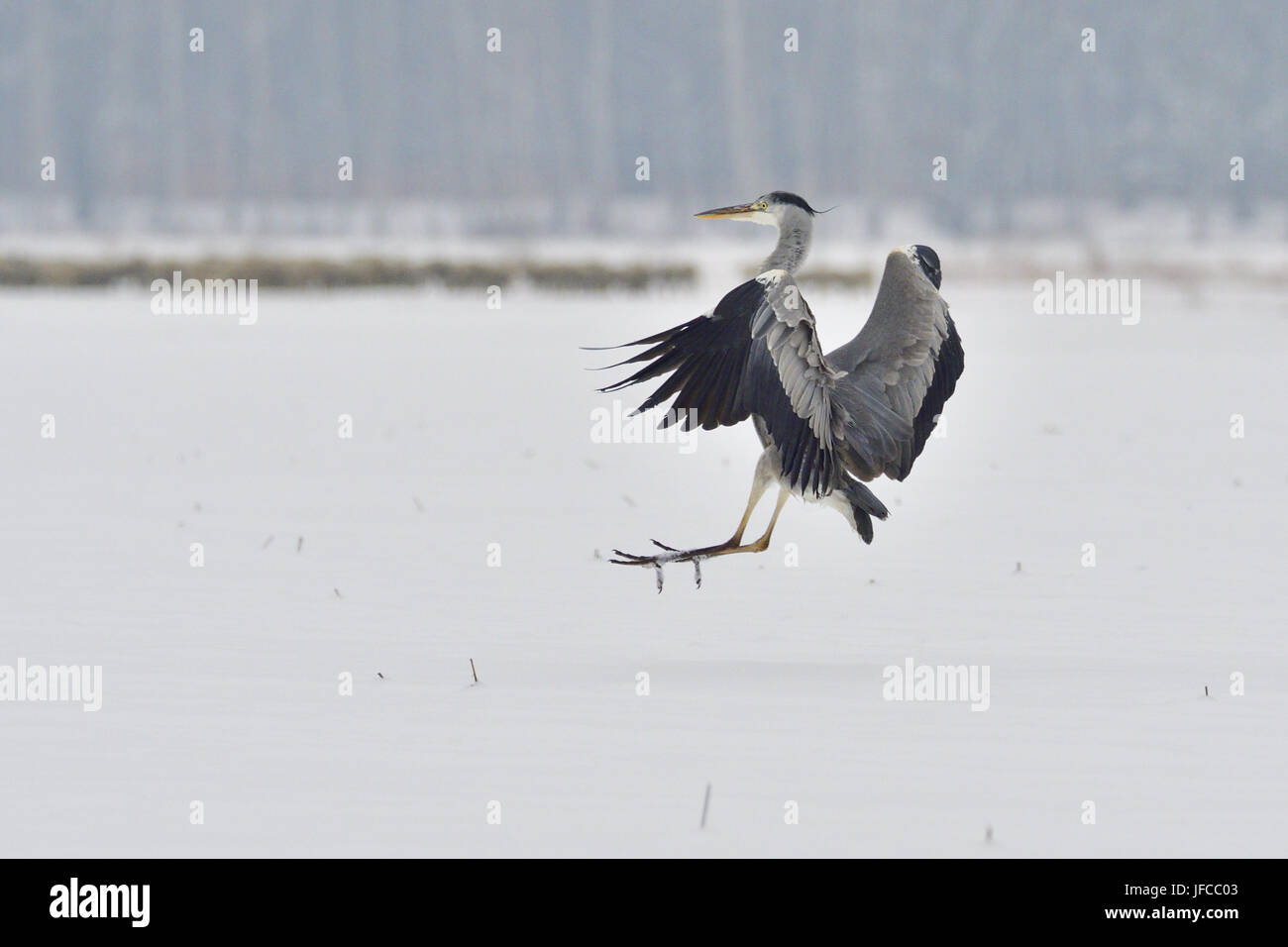 Graureiher im winter Stockfoto