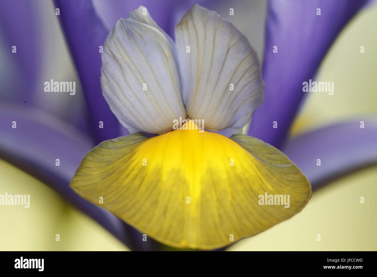 Nahaufnahme einer Iris Blume Stockfoto