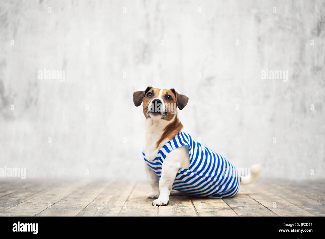 Kleine Terrier Stockfoto