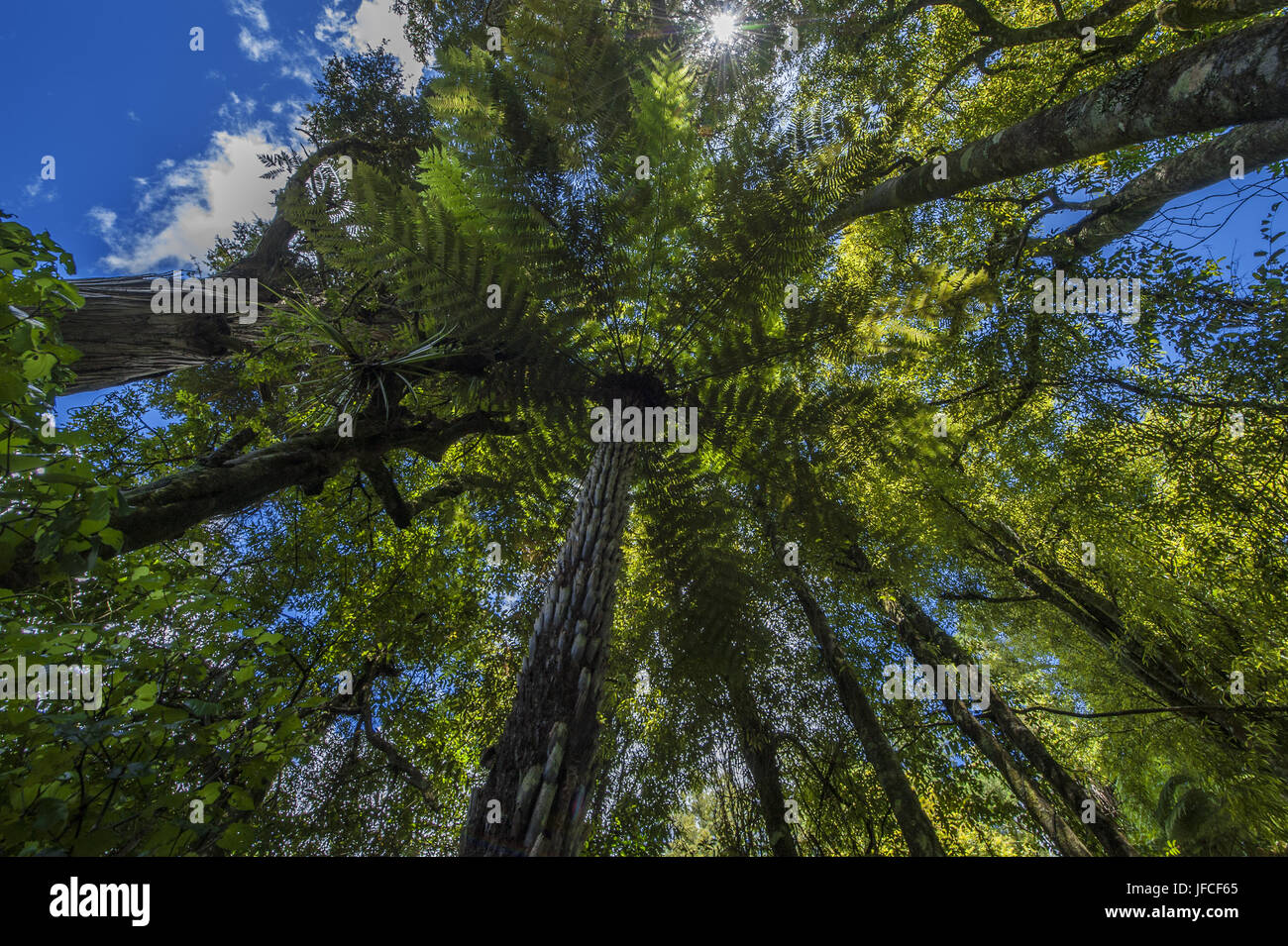Zeigen Sie bis zu den Baumkronen Neuseeland Farn an Stockfoto