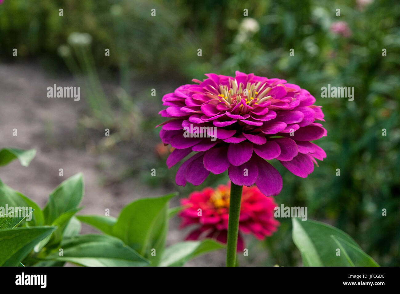 Schöne Zinnie Blumen auf grünem Blatt Hintergrund. Nahaufnahme der Zinnie Blumen im Sommergarten. Stockfoto