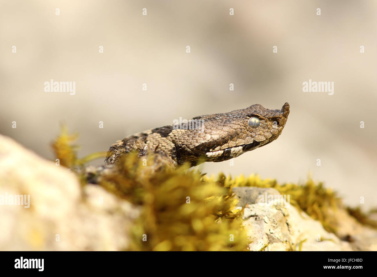 Nase Hornotter Nahaufnahme des Kopfes (Vipera Ammodytes, die gefährlichste weit verbreitete europäische Schlange) Stockfoto